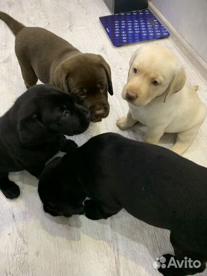 Щенки лабрадора