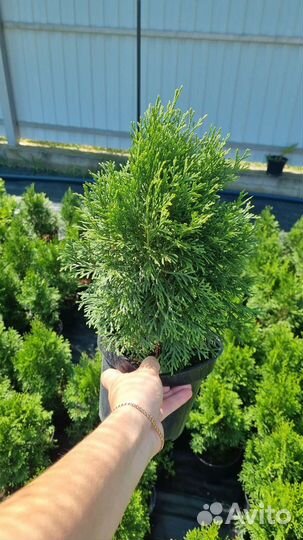 Туя смарагд