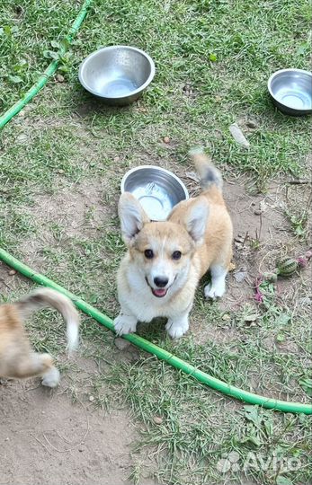 Вельш-корги пемброк