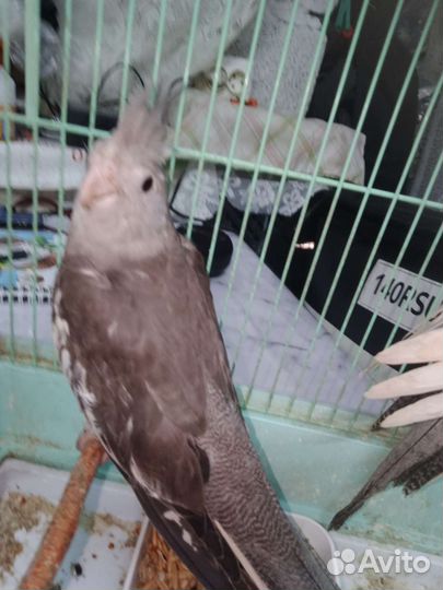 Попугай корелла