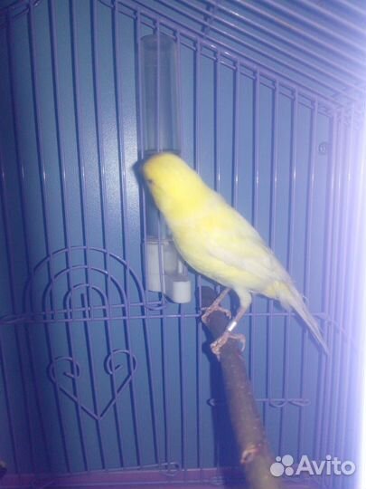 Кенар (самец)