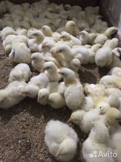 Цыплята бройлеры кобб 500,несушки, утятаSK -6