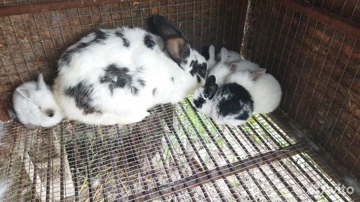 Кролики на племя