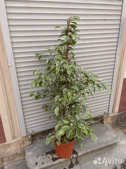 Бенджамина фикус