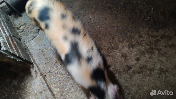 Поросята, свиньи