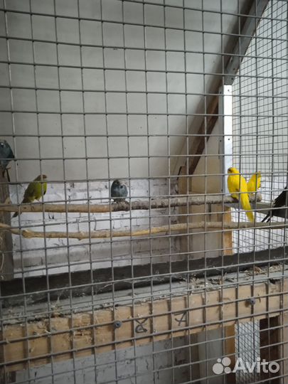 Попугаи какарики