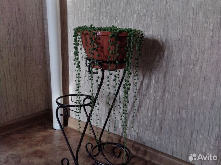 Крестовик роули