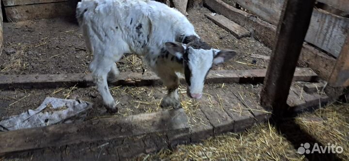 Тёлочка, 2 недели