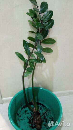 Замиокулькас