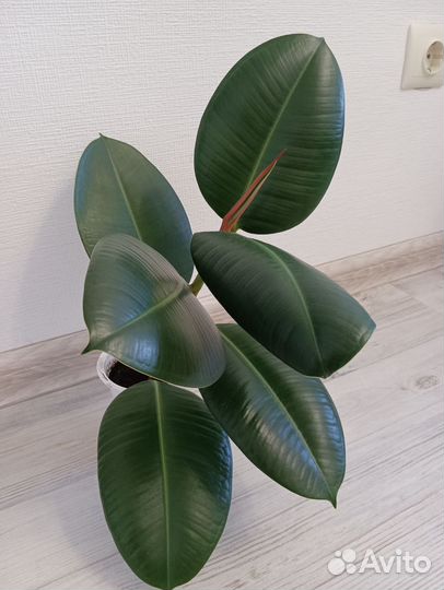 Фикус каучуконосный