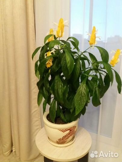 Пахистахис