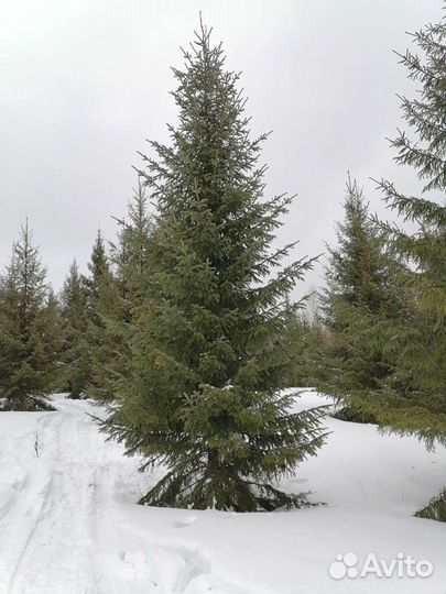 Саженцы пихта