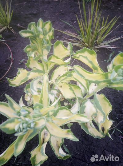 Многолетние цветы