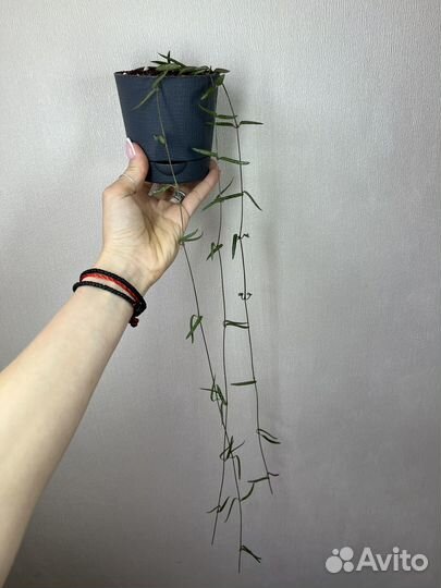 Церопегия линеарис