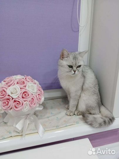 Кот британец