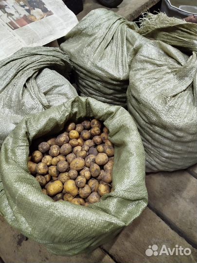 Картофель мелкий на корм скоту