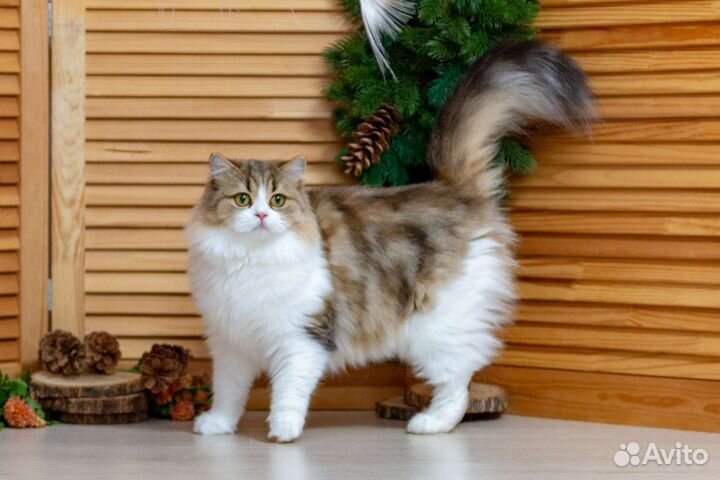 Британская биколорная шиншилла