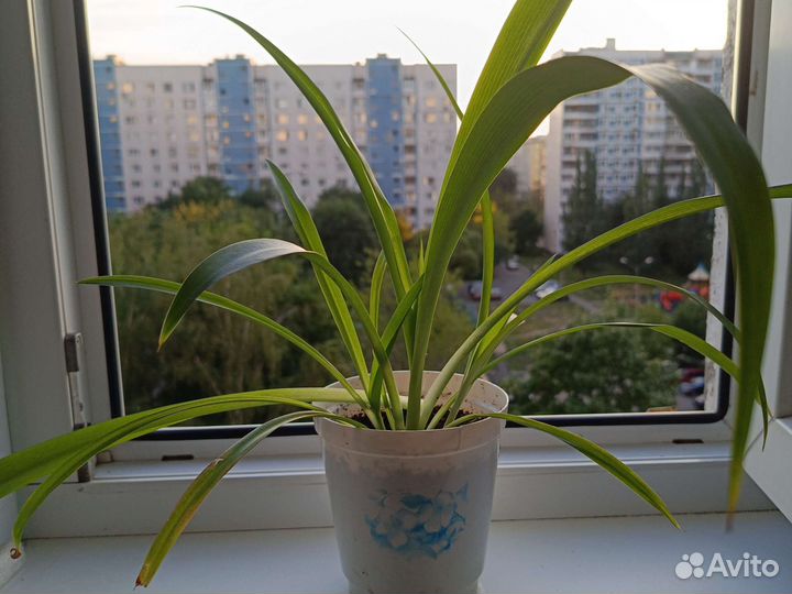 Хлорофитум