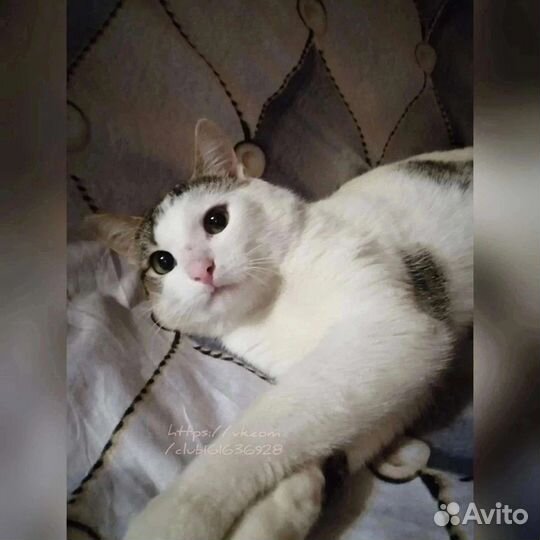 Кот в добрые руки