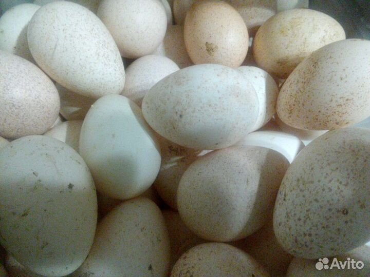 Инкубационное яйцо индейки