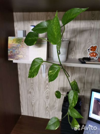 Сциндапсус