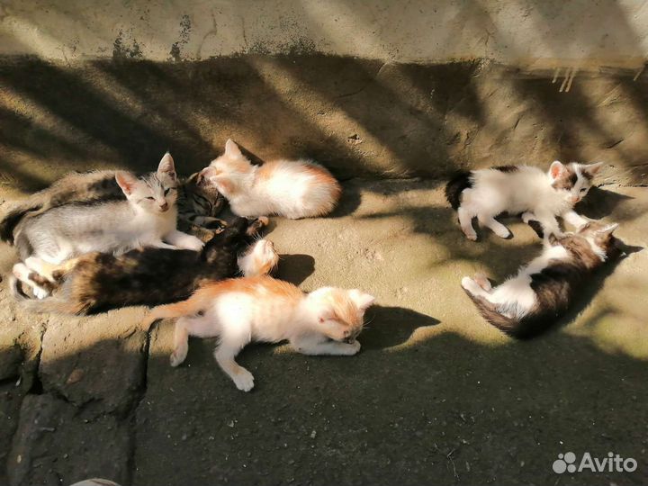 Котята в добрые руки бесплатно