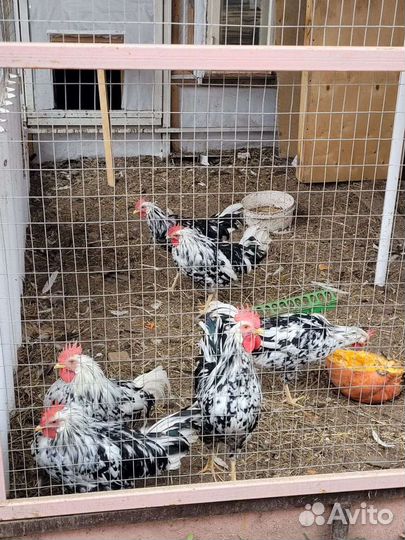 Цесарки,фазан, петухи