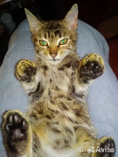 Котенок 5,5 мес. отдам в добрые руки