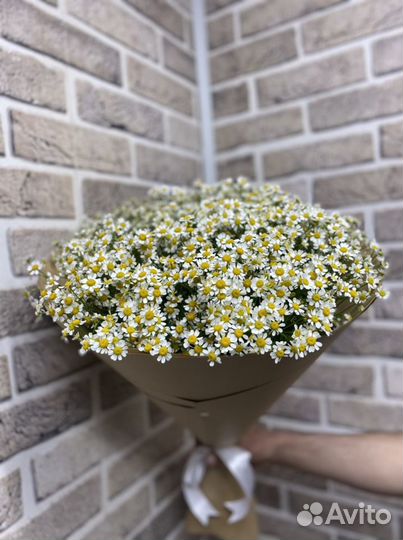 Букет 25 ш рамашка