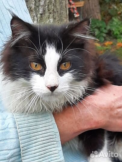Котята мейн-кун