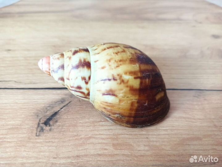 Морская раковина