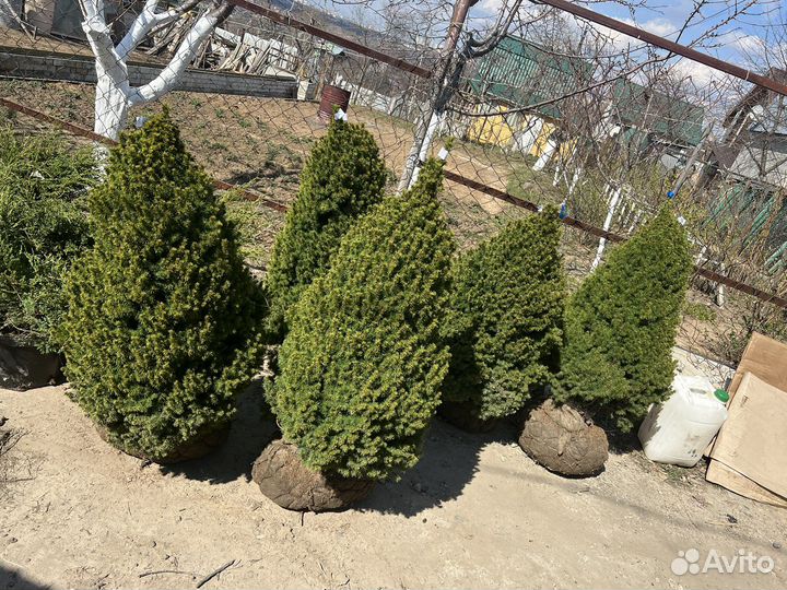 Ель канадская Дейзи Уайт 120/140