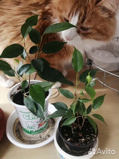 Фикус Даниэль