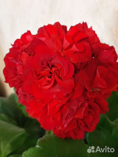 Пеларгонии сортовые ив-Есфирь Прекрасная и другие