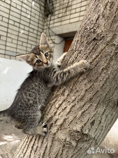 Кошка в дар