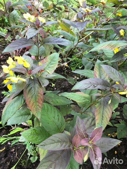 Многолетние кусты и растения