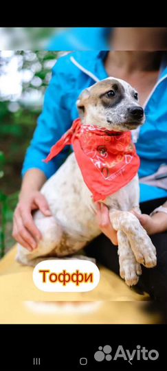 Щенок Тоффи из приюта