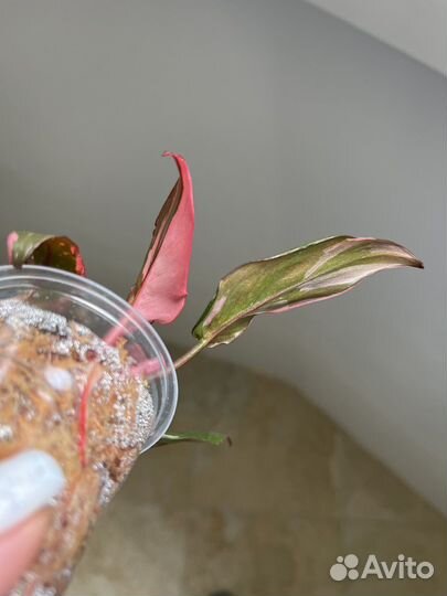 Филодендрон розовая принцесса