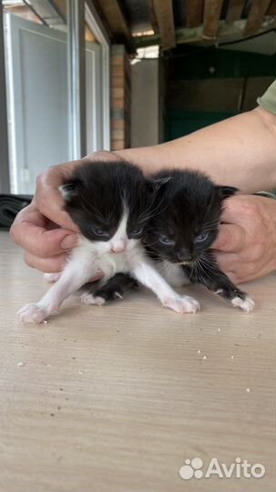 Котенок девочка