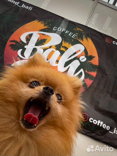 Прибыльный бизнес Bali Island Coffee (от 200 тыс )