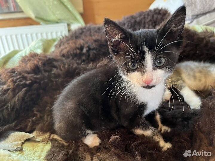 Котята в добрые руки бесплатно