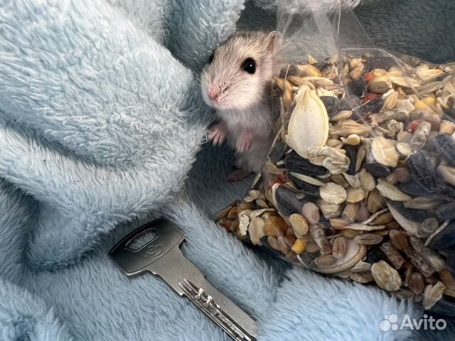 Джунгарский/сирийский хомяк под ключ