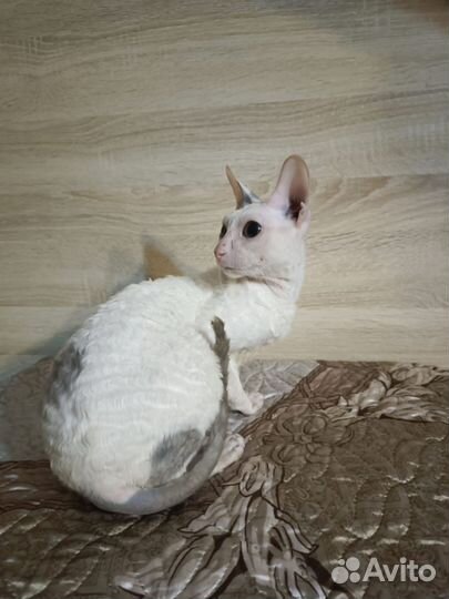 Кот породы корниш рекс