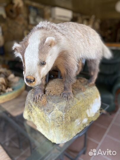 Чучела животных