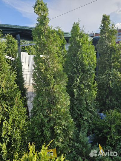 Туя Смарагд 1,8-2,0 м