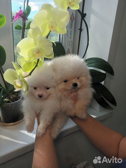 Померанские мишки