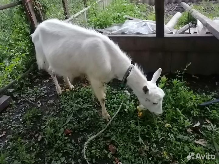 Коза дойная