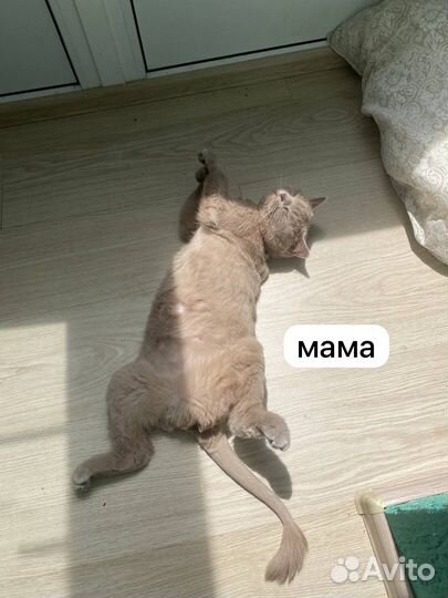 Британские короткошерстные котята (девочка)