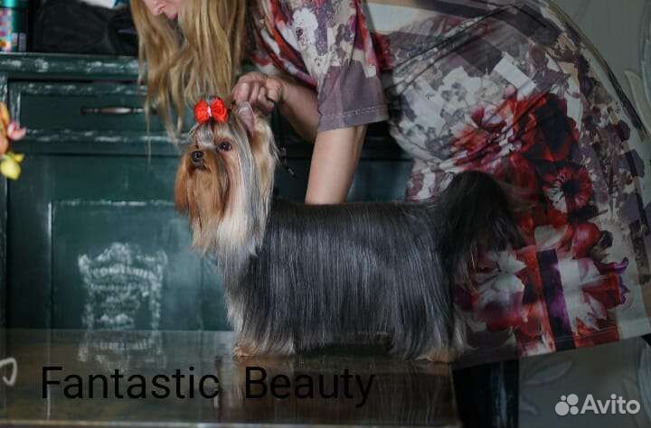 Йоркширский терьер