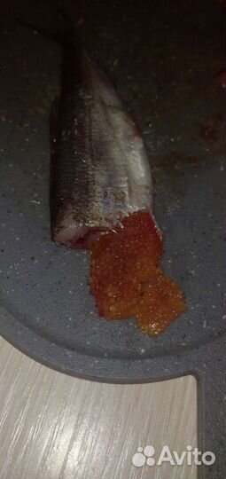 Рыба тугунок (тугун)